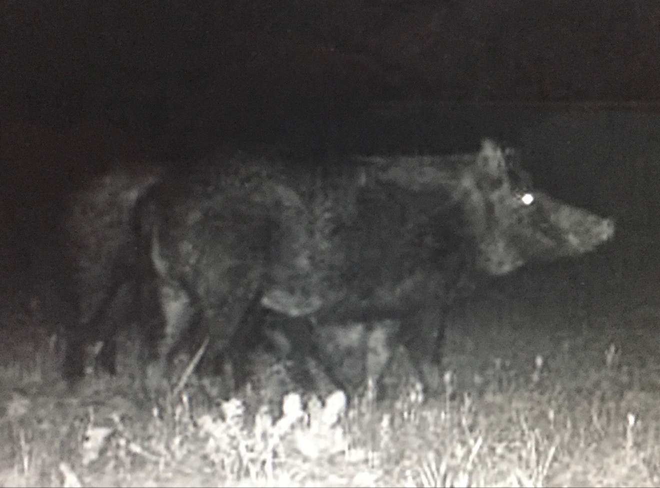 Night-vision look at a hog on the field edge.