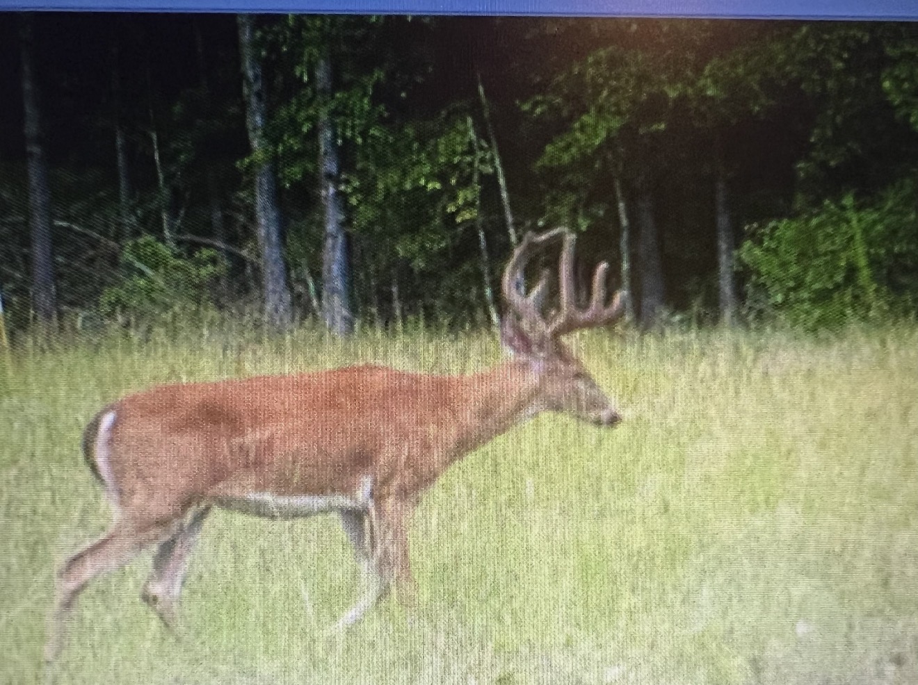 Velvet buck crossing the green field.