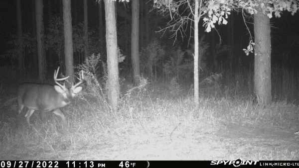 Buck at the edge of the pines on a night trail camera.