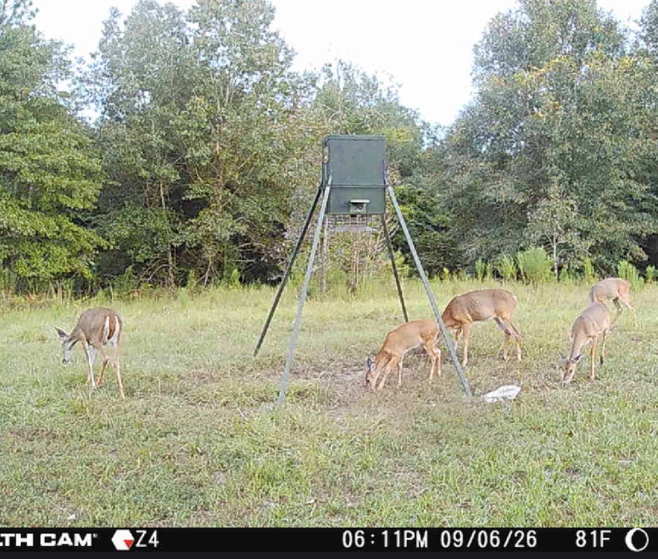 Matrix feeder set and food plot.