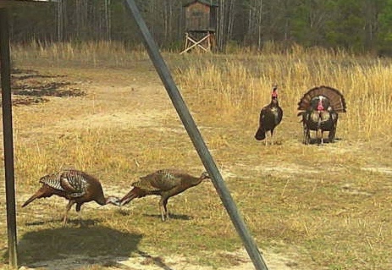 Two Gobblers (one in strut) at the powerline feeder with their hens