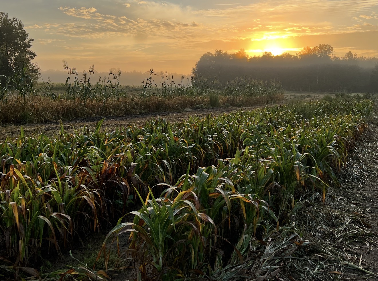 Sunrise over the dove field milo field.