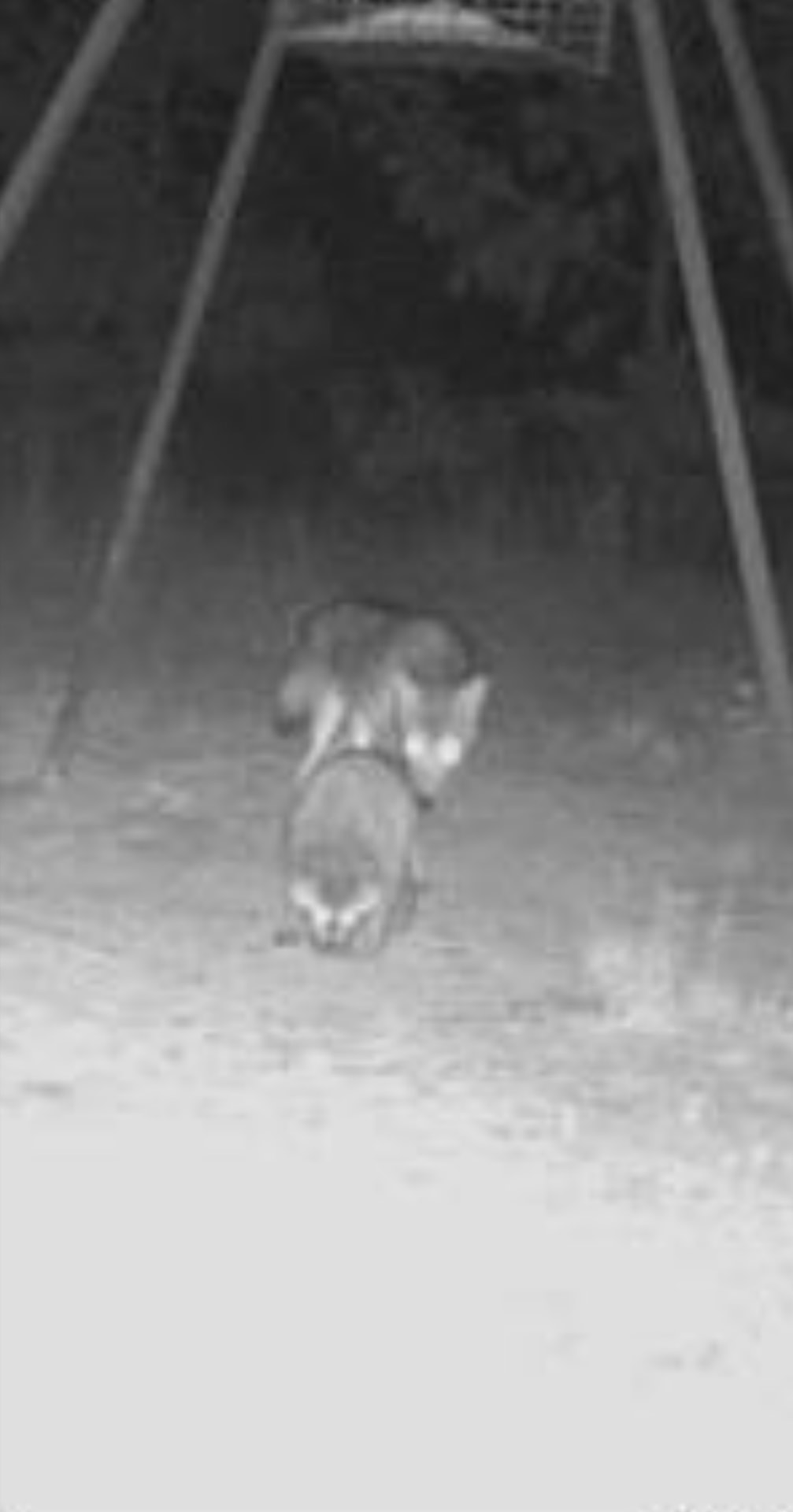 Coyote about to grab a raccoon at the powerline feeder — a very rare pic.