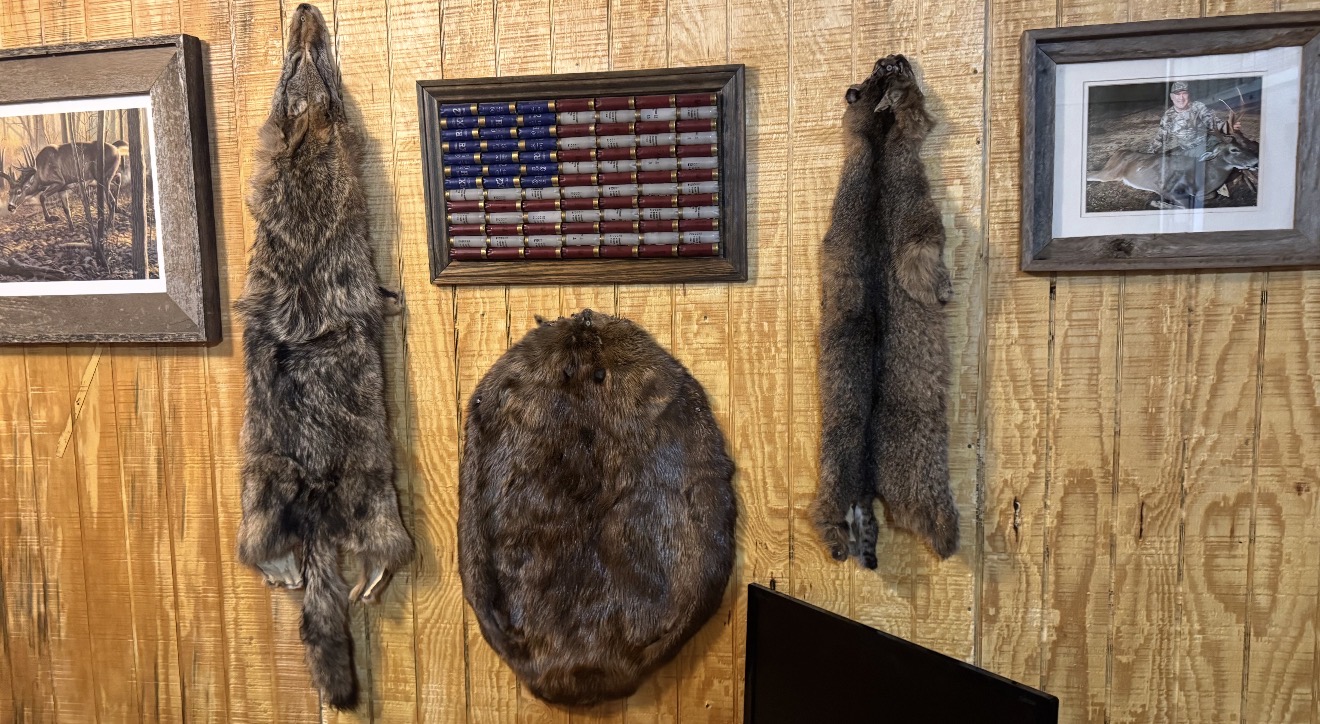 Coyote, bobcat and beaver pelts on the lodge wall.