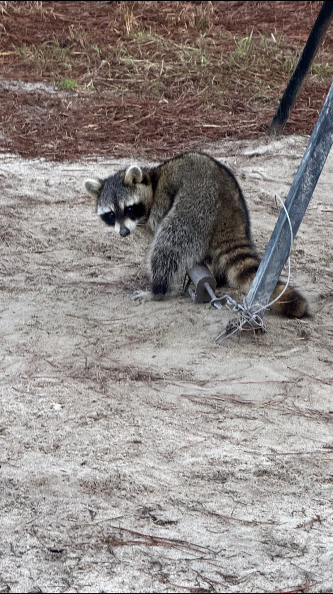 Raccoon caught at the feeder — hard on turkey nests.