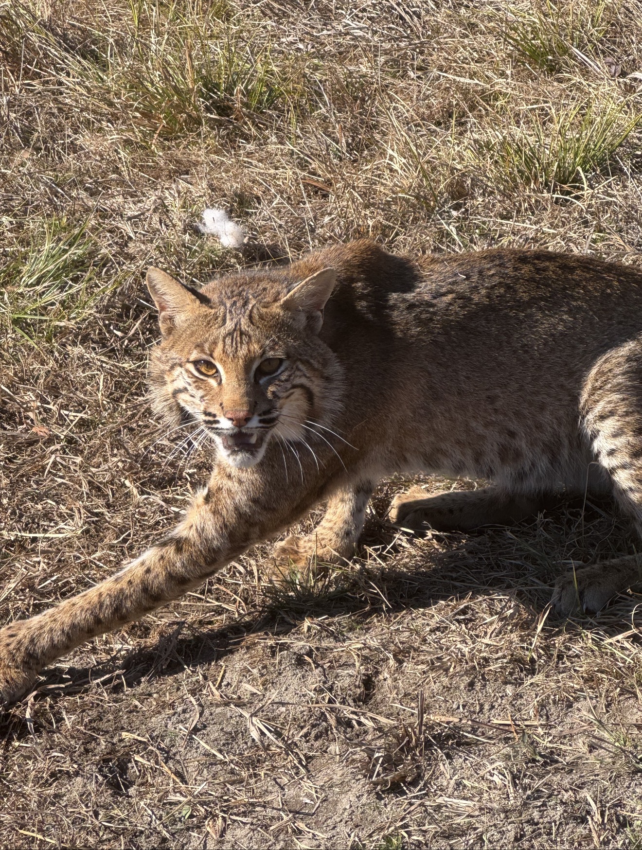 Bobcat taken as part of predator control.