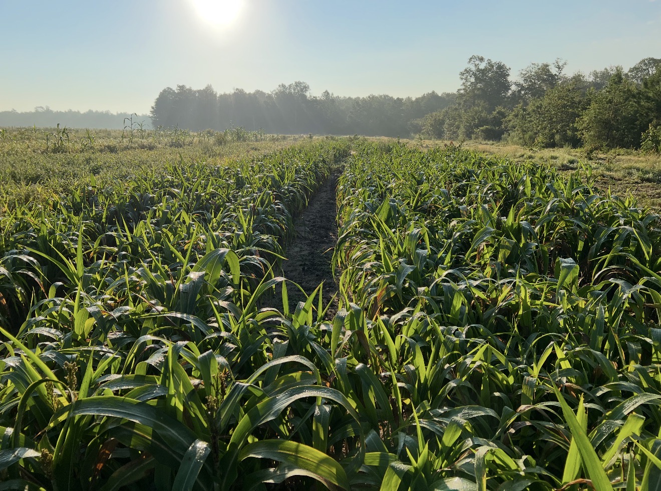Sorghum in the dove field looking good thanks to proper land management practices.