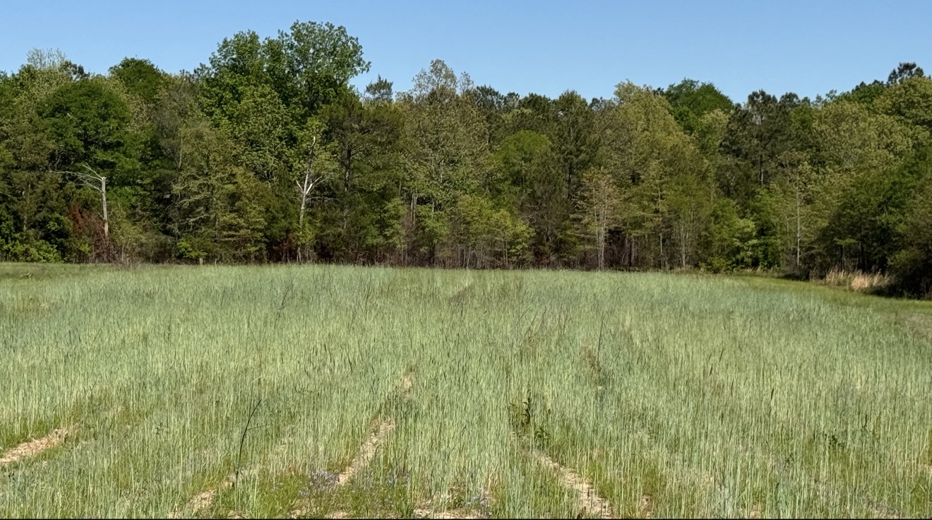 Winter rye in the dove field.