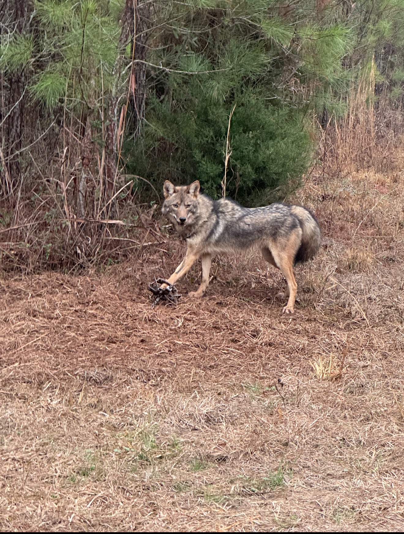 Coyote caught in a foothold set on a pine edge.