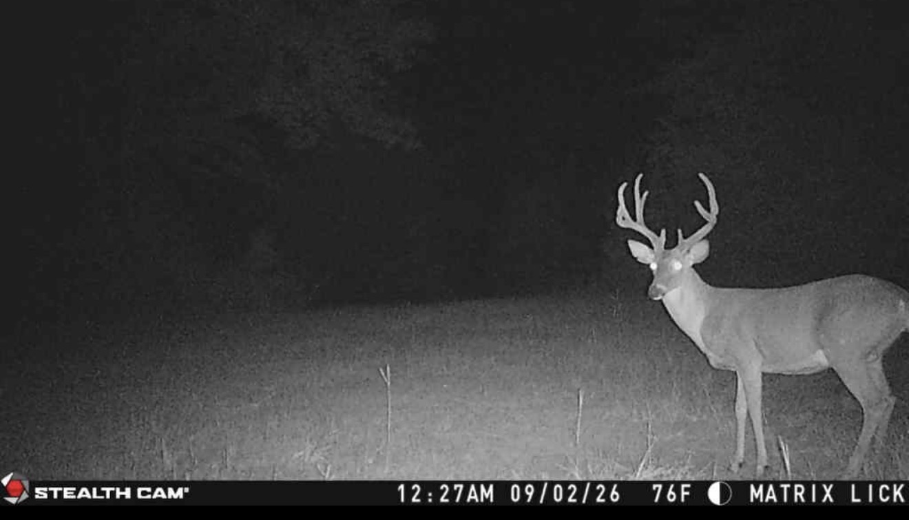 Shooter 11-point with a split G2 at the mineral lick.