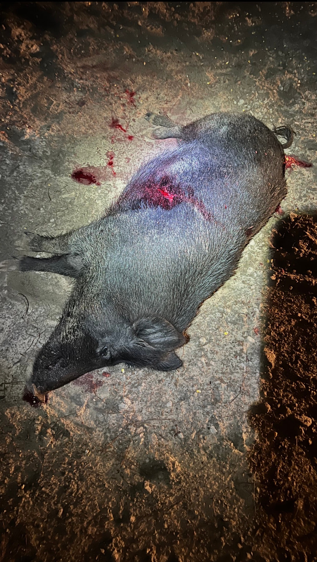 Black hog down on the sand.