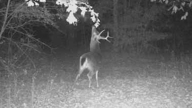 Doe and yearlings in a plot near camp.