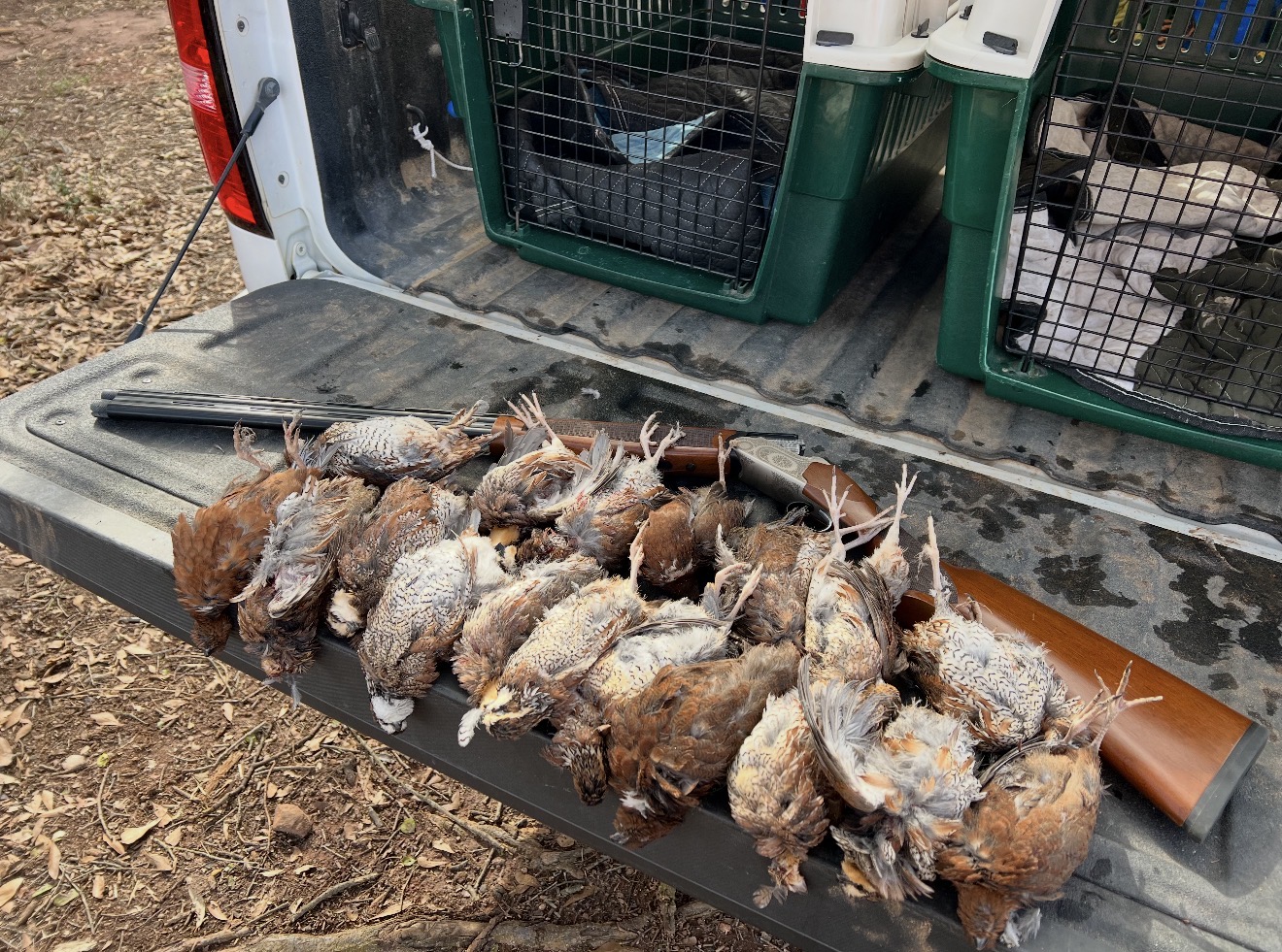 Quail on the tailgate after a bird hunt.
