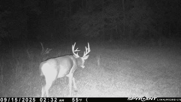 Buck along the field edge at night.