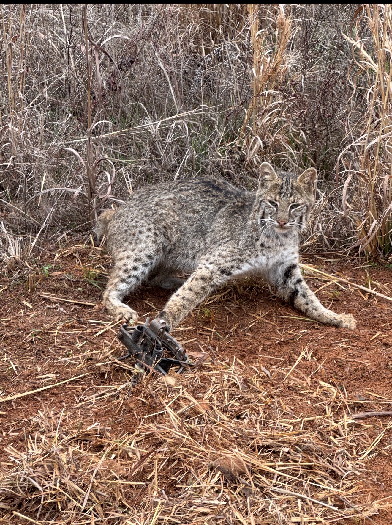 Bobcat caught in a set on the red clay road.