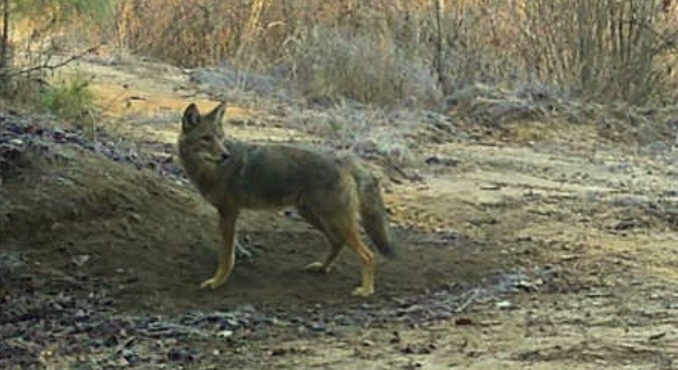 Trail camera photo of a coyote on the sand road.