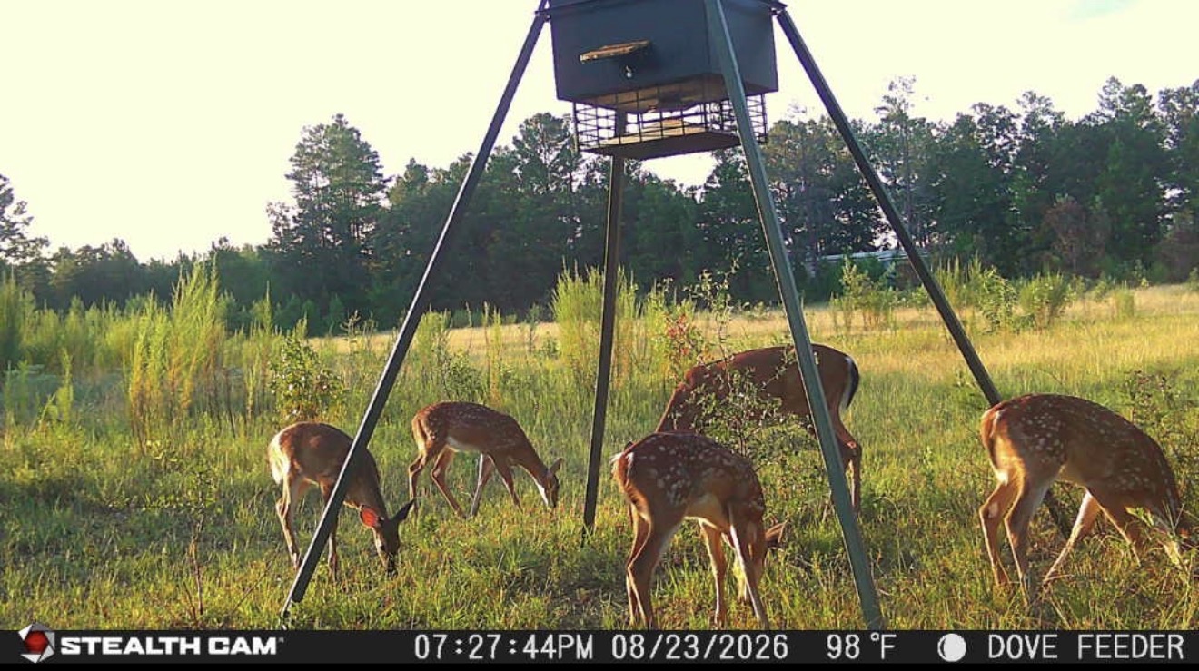 Does and fawns under the feeder tripod.