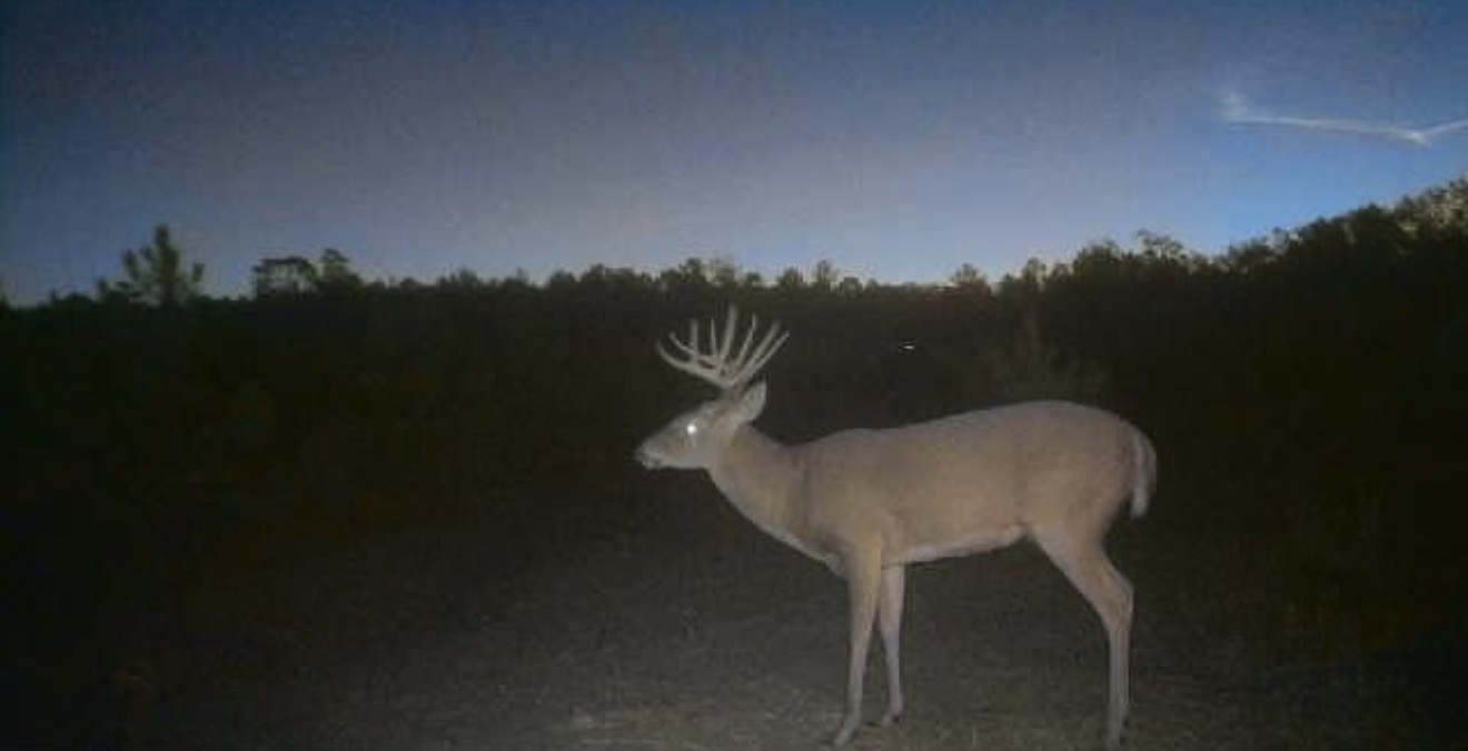 Trail camera photo of a mature buck on the sand road at last light.