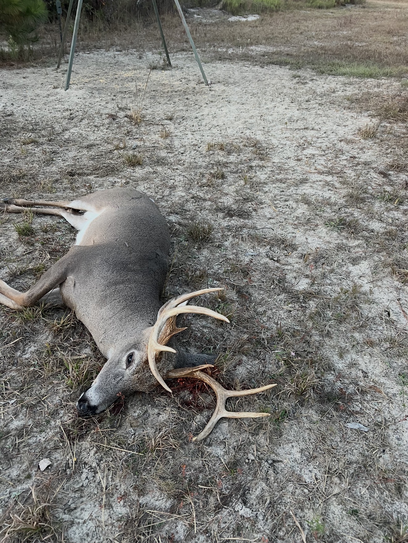 This good 9-point at the powerline feeder dropped in his tracks.