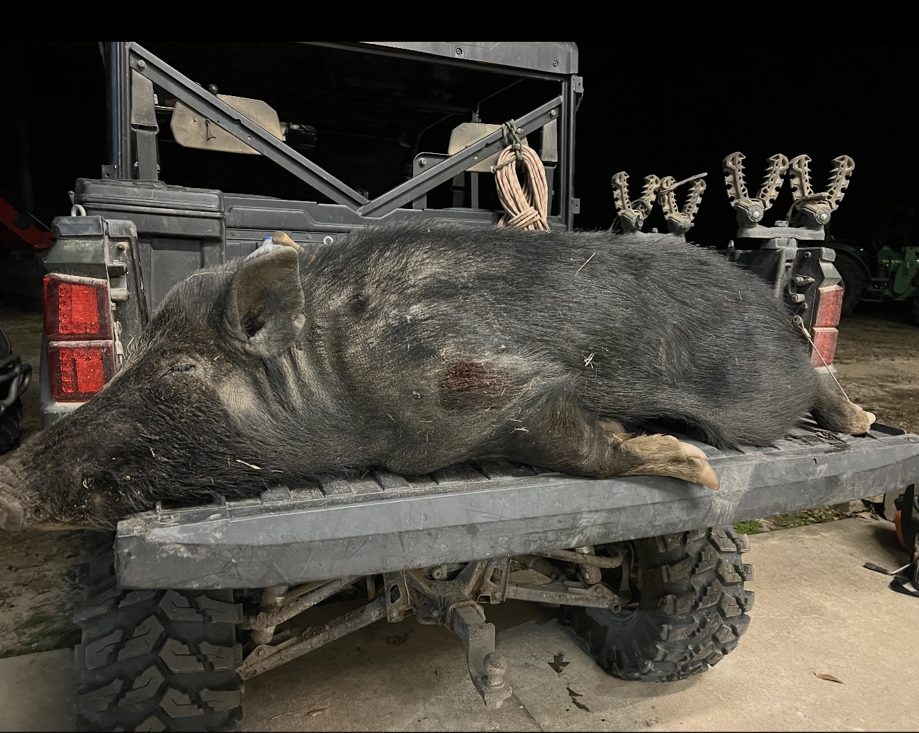 Black hog loaded on the back of the UTV.