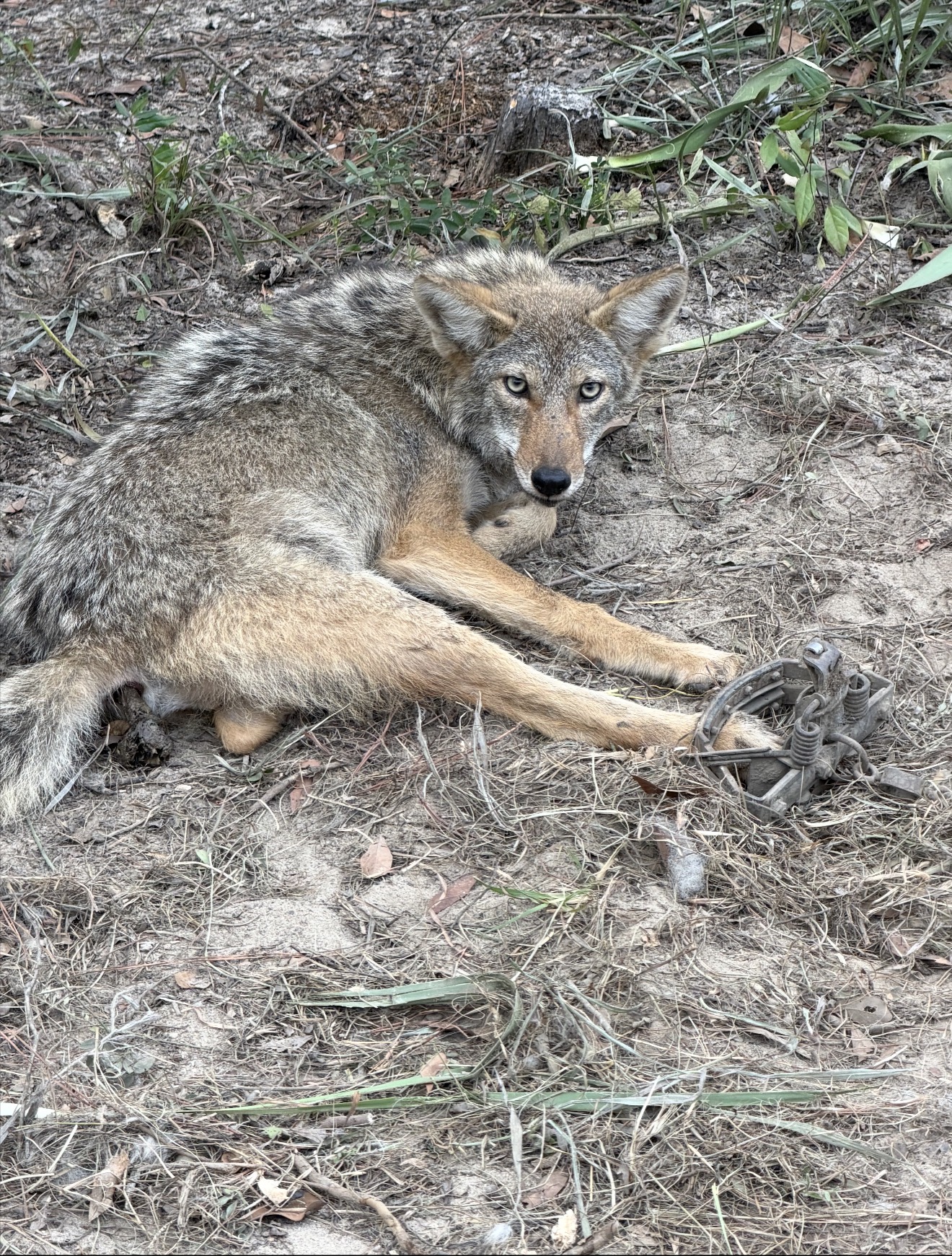 Coyote caught in a foothold set