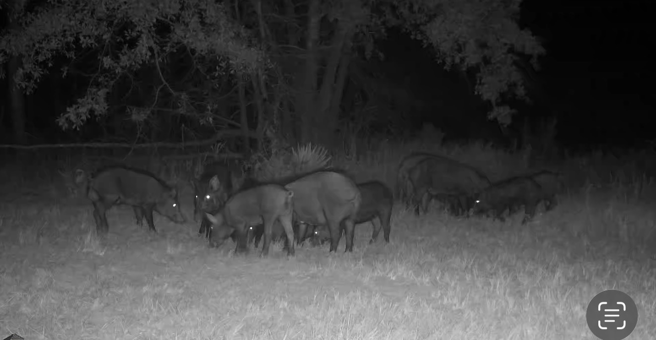 Night trail camera photo of hogs feeding under the pines.