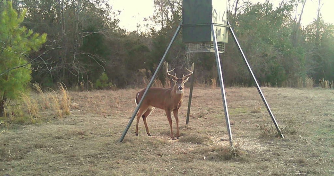Bucks at the matrix feeder.