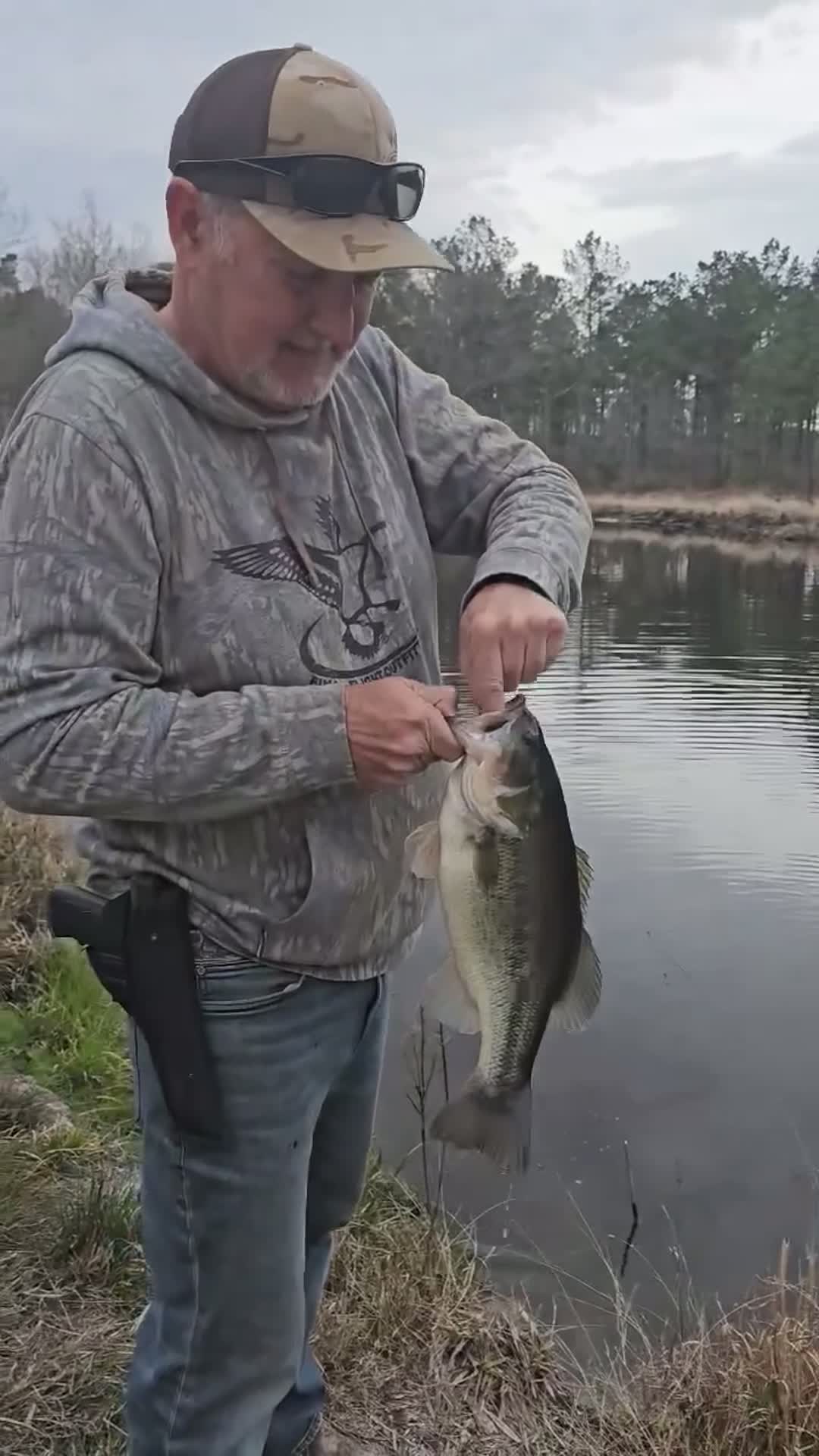 Largemouth bass coming out of the ranch pond.