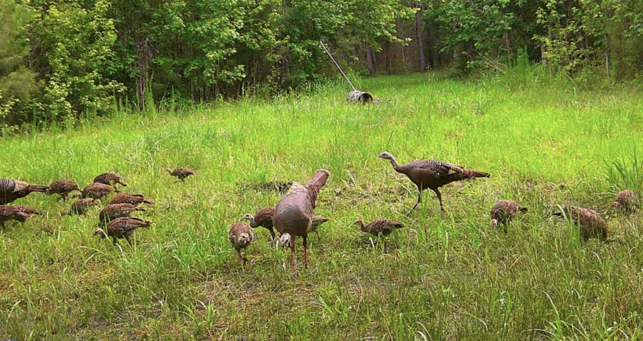 Trail camera photo of hens and poults on a summer plot.