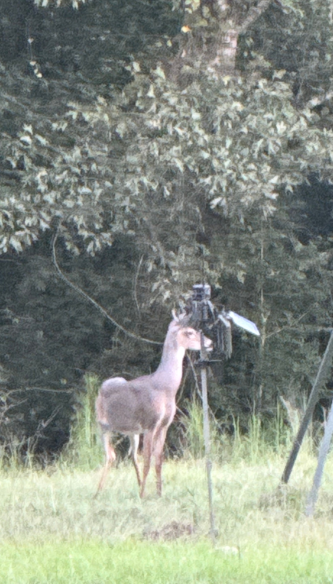 Young buck checking out the camera.