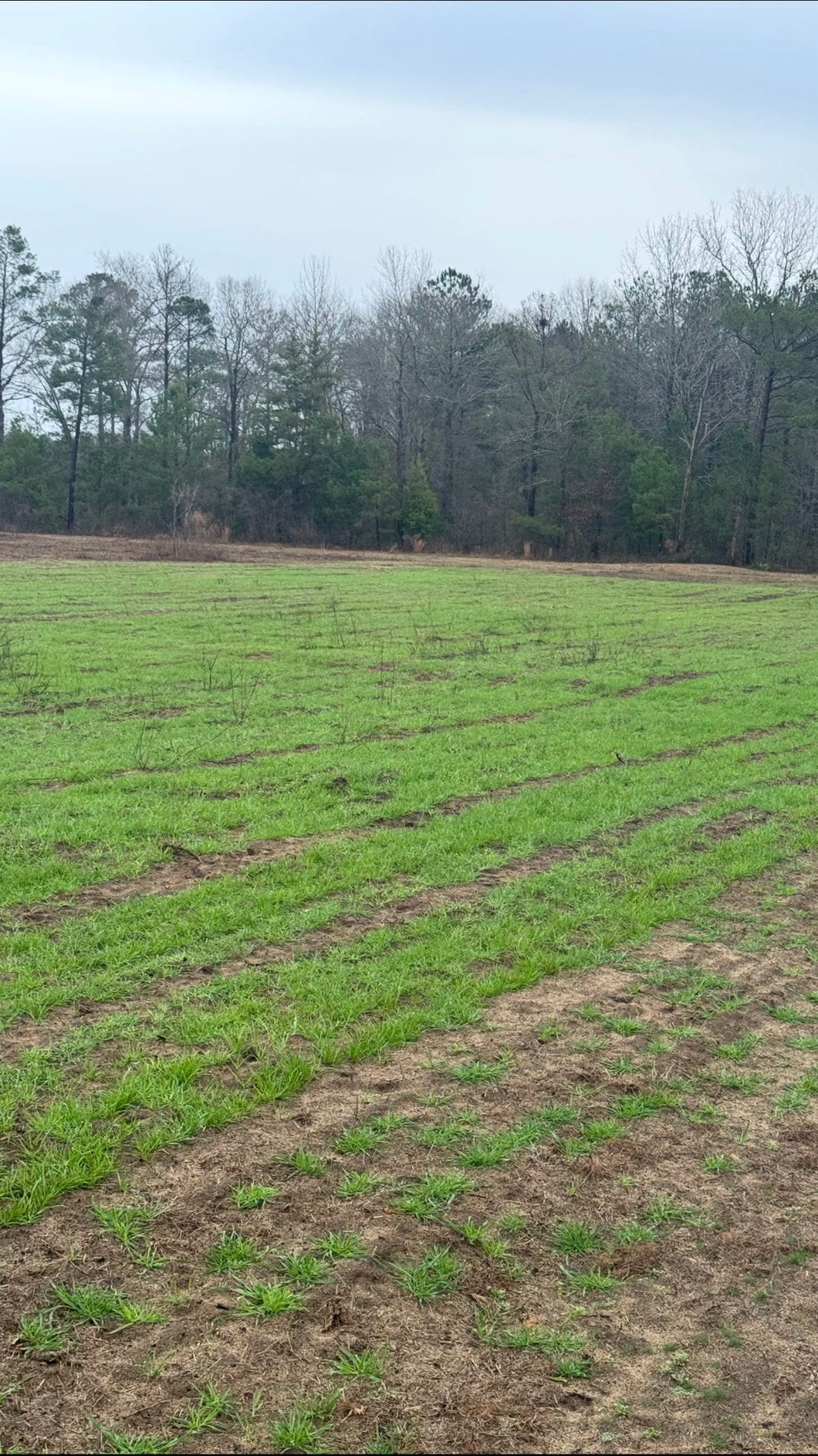 Dove field greening up.