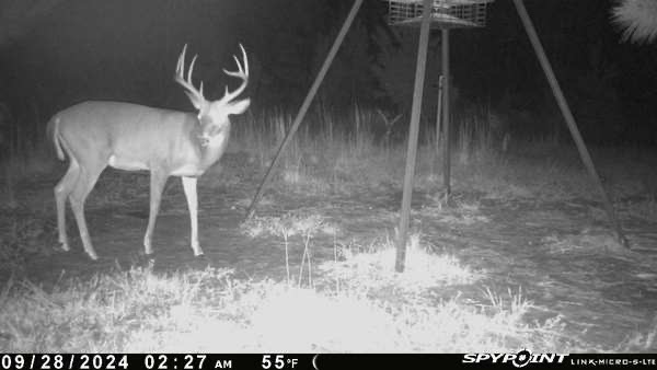 Buck at the mineral lick.