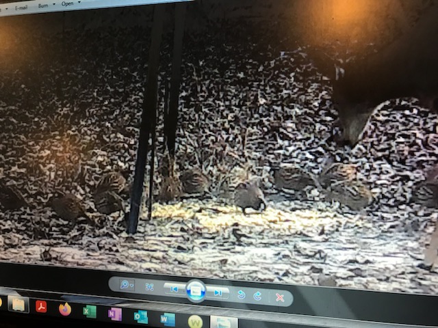 Night trail camera photo on the feed line at the ranch