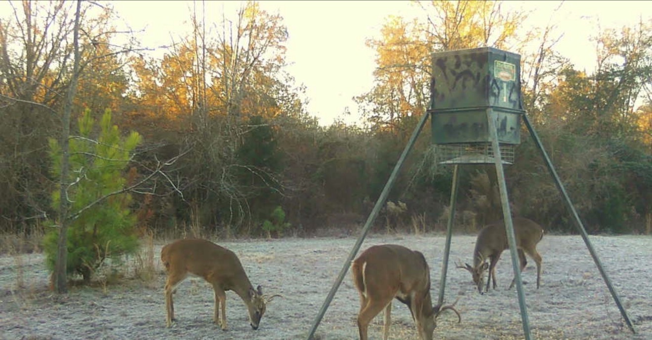 Bucks at the matrix feeder.