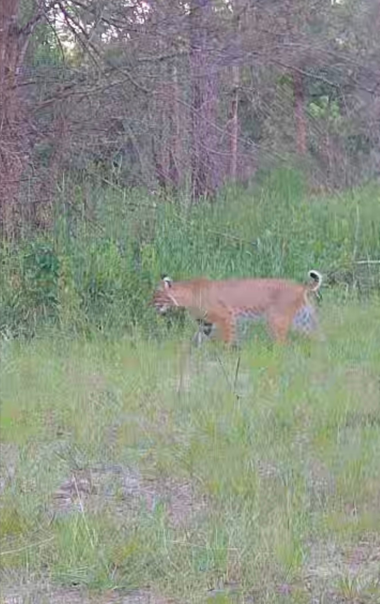 Bobcat on a green field edge.