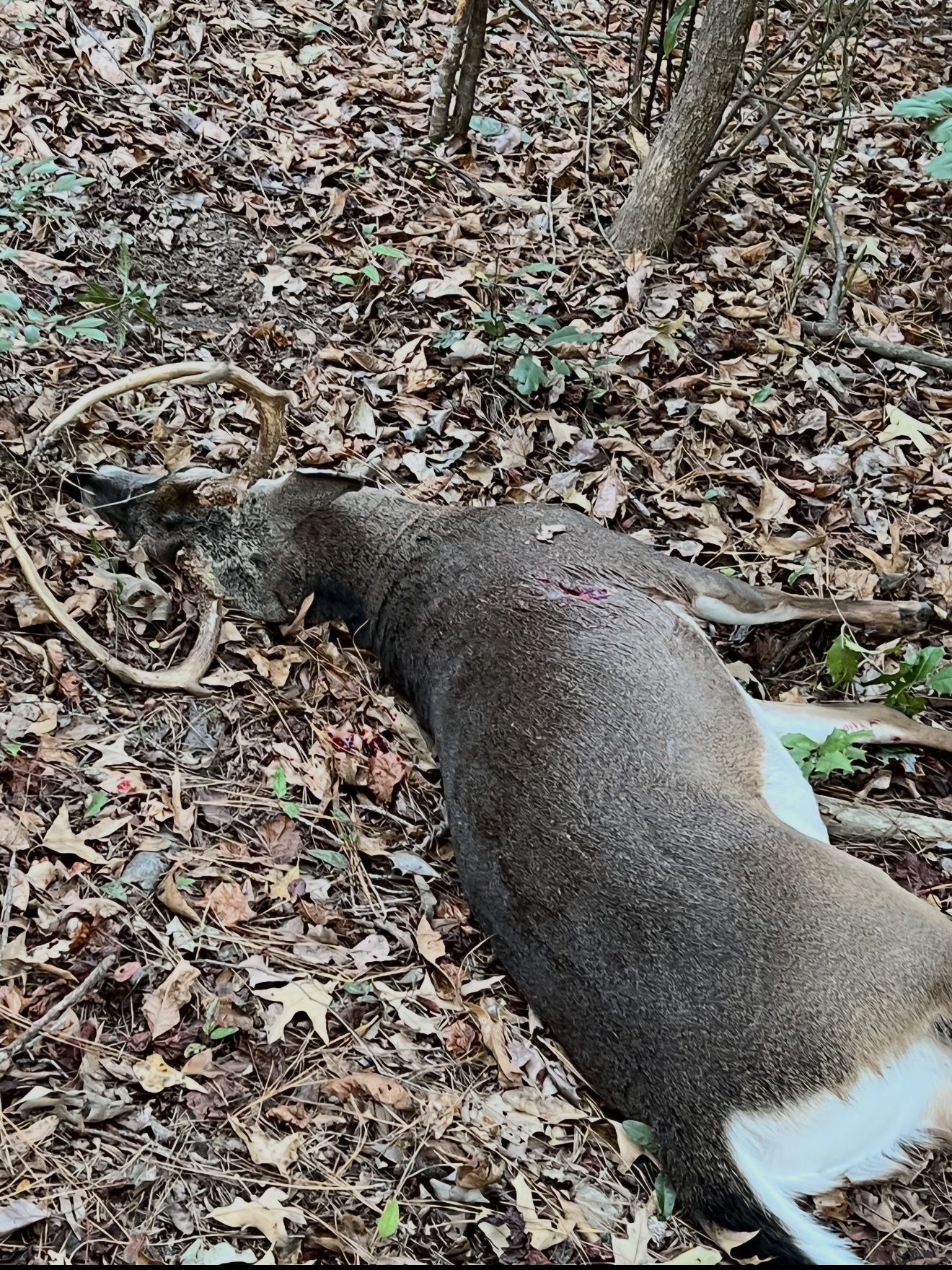 Good buck down in the hardwoods — easy recovery.
