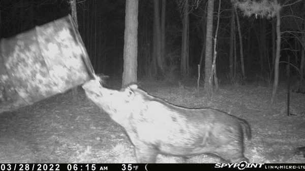 Massive 300-pound hog destroying a 50-gallon steel drum feeder!