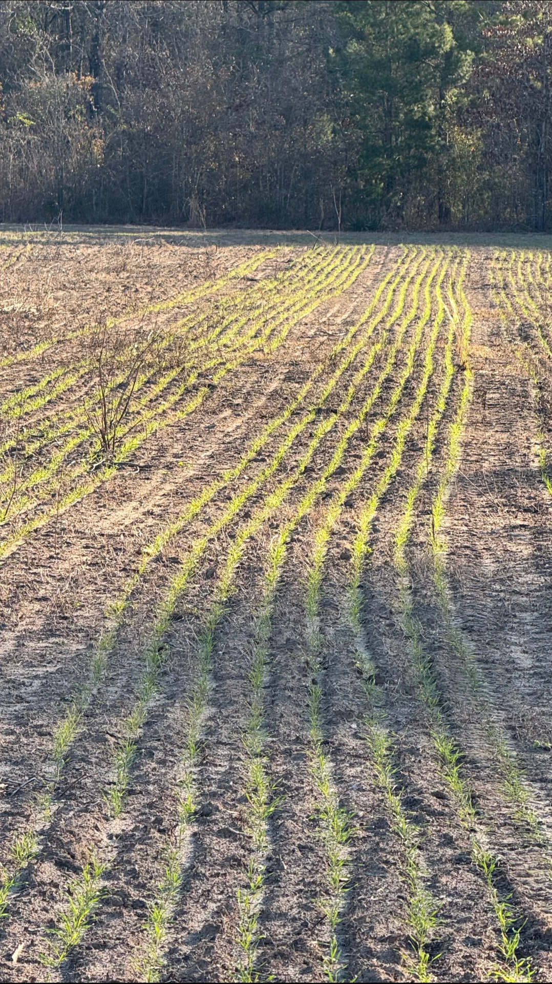 New rows coming up in the food plot.