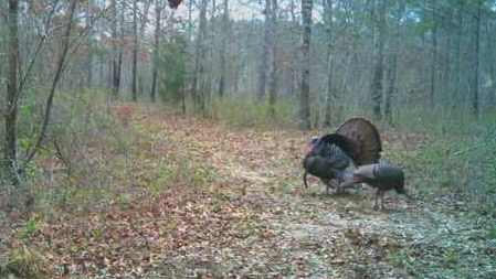 Wild turkey gobbler strutting on the ranch