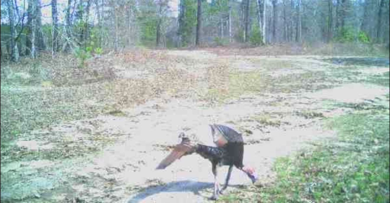 A "rope" longbeard at Trigger Bow.