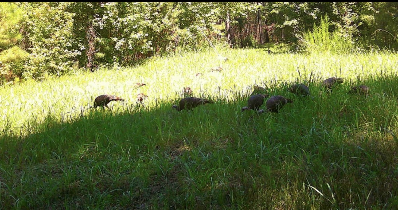 Hens and poults in a green plot.
