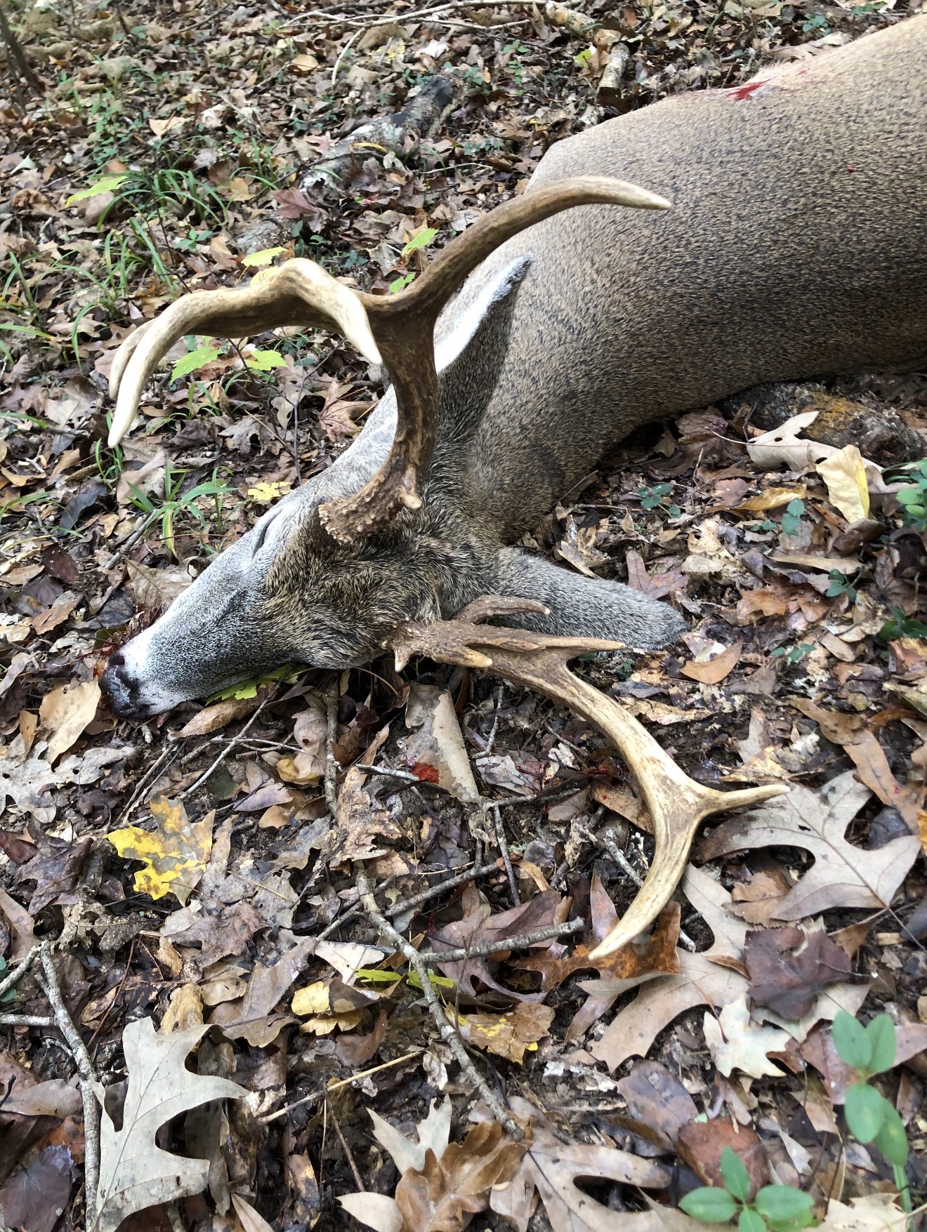 Hardwood buck recovery.