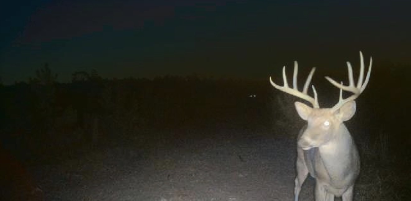 Wide-racked buck facing the trail camera.