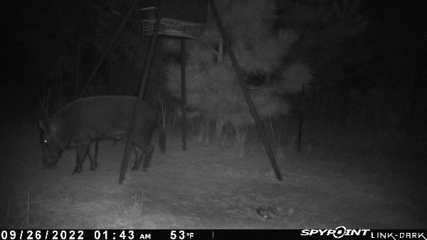 Big Russian boar at the powerline feeder.