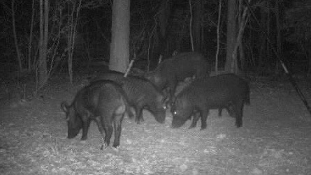 Group of hogs in the hardwoods at night.
