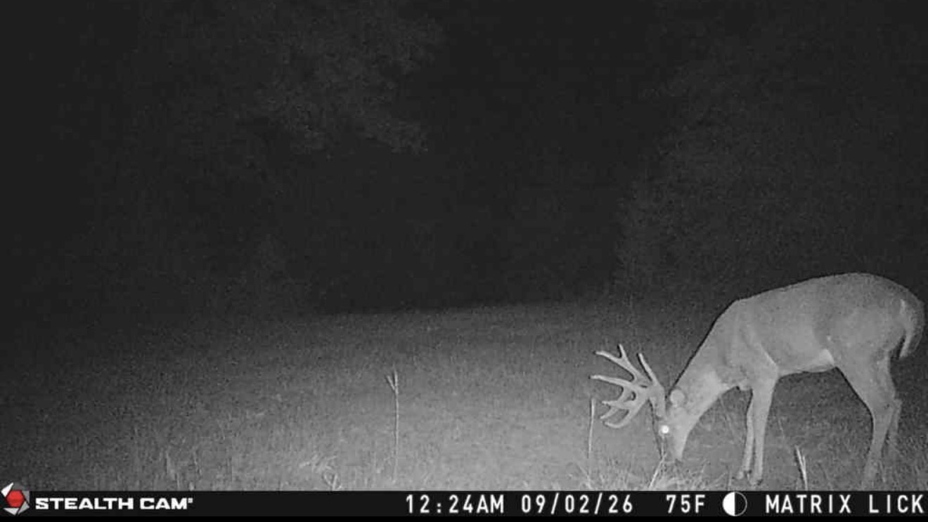 Shooter 11-point with a split G2 at the mineral lick.
