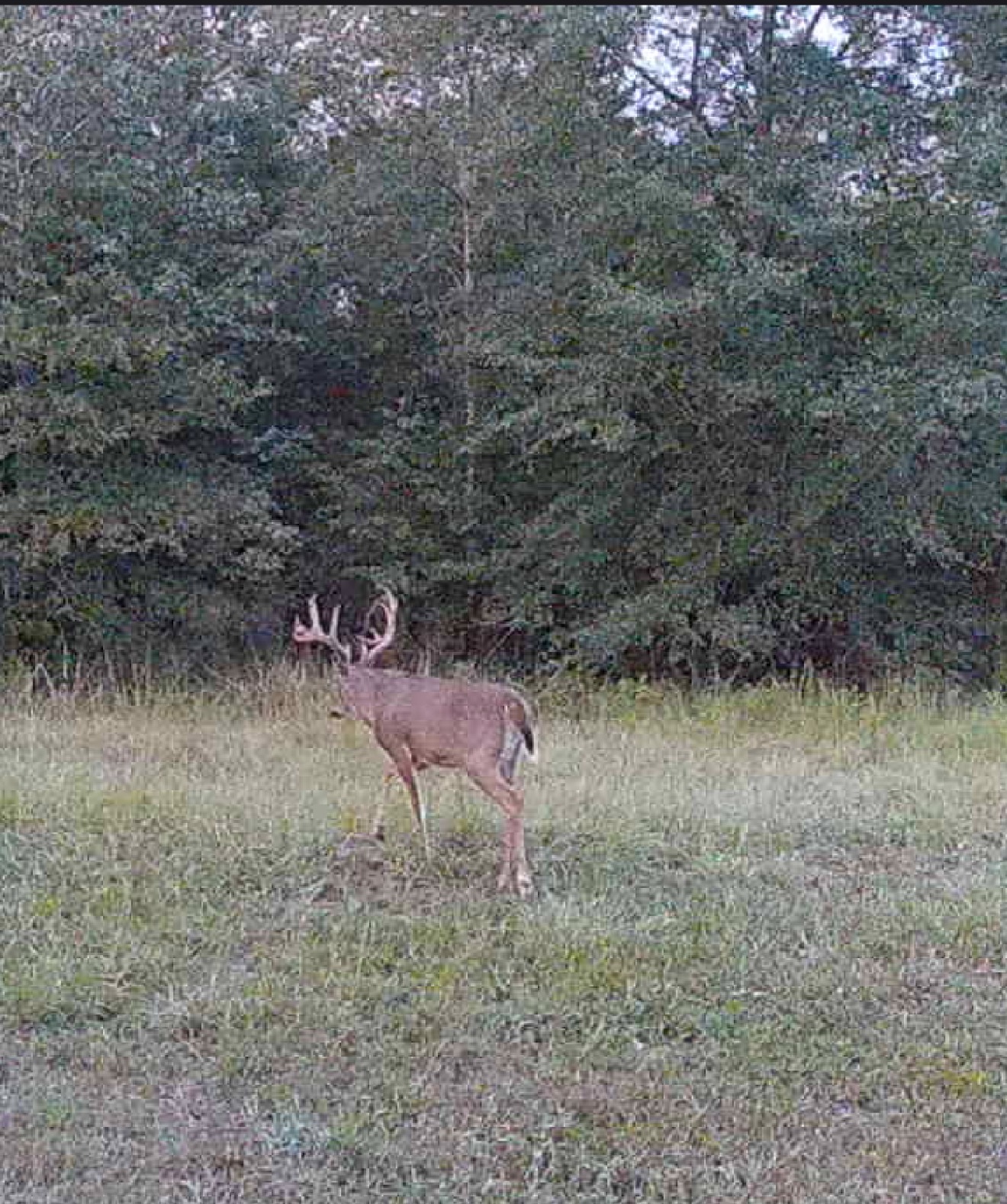 Bodied 11-point cruising in Sept 2026.