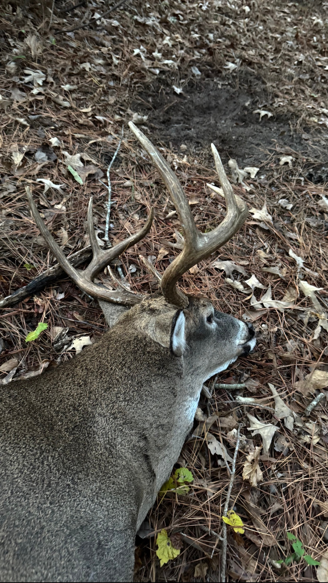 Tall 8-point dropped next to his scrape.