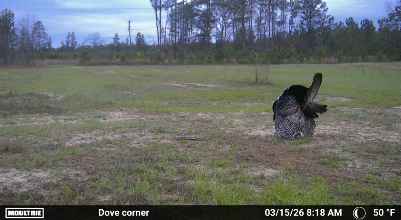 Gobbler strutting in the dove field