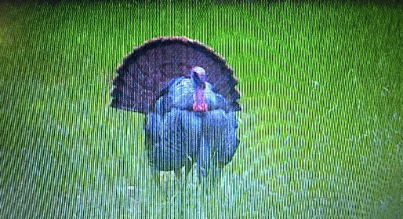 Full strut boss gobbler at the archery stand food plot